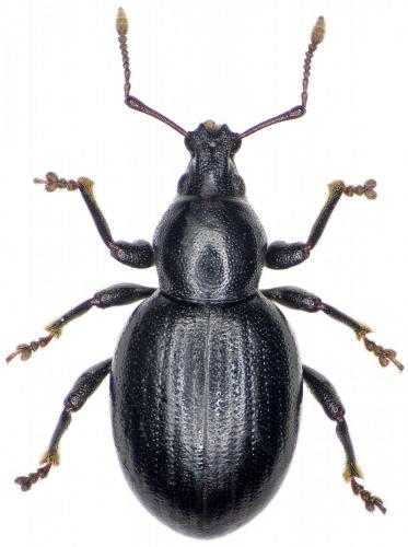 Otiorhynchus arcticus arcticus